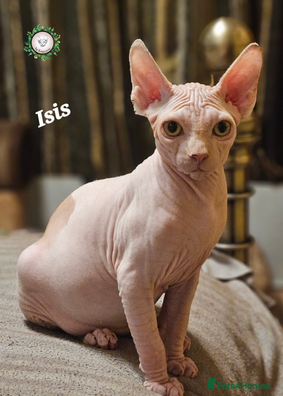 Sphynx cats for sale: Adorable Canadian Sphynx – Champion line - Advert 29