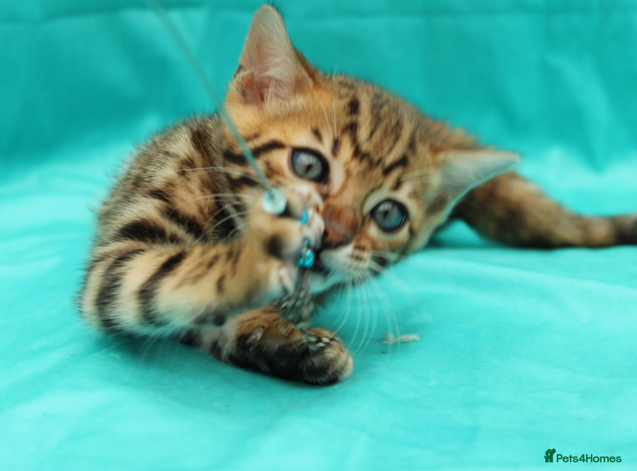 Bengal cats 🔥Beautiful Bengal girl available🔥 - Advert 2