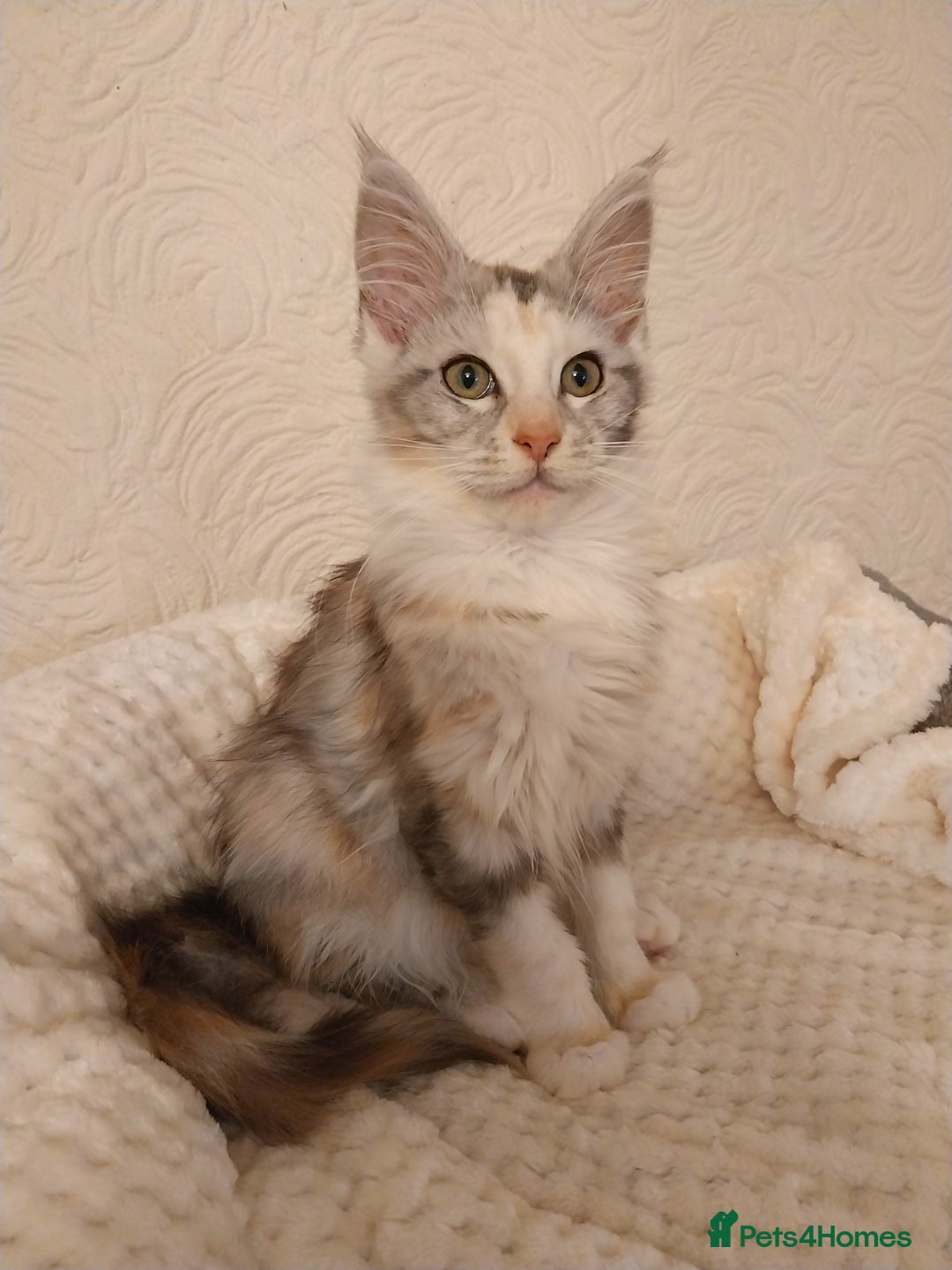 Maine Coon cats for sale: Stunning Maine Coon Kitten. Tica Reg. Tortie. - Advert 7