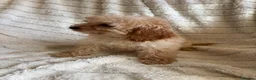 Cockapoo dogs for sale: Because puppy's  in Worksop - Advert 27