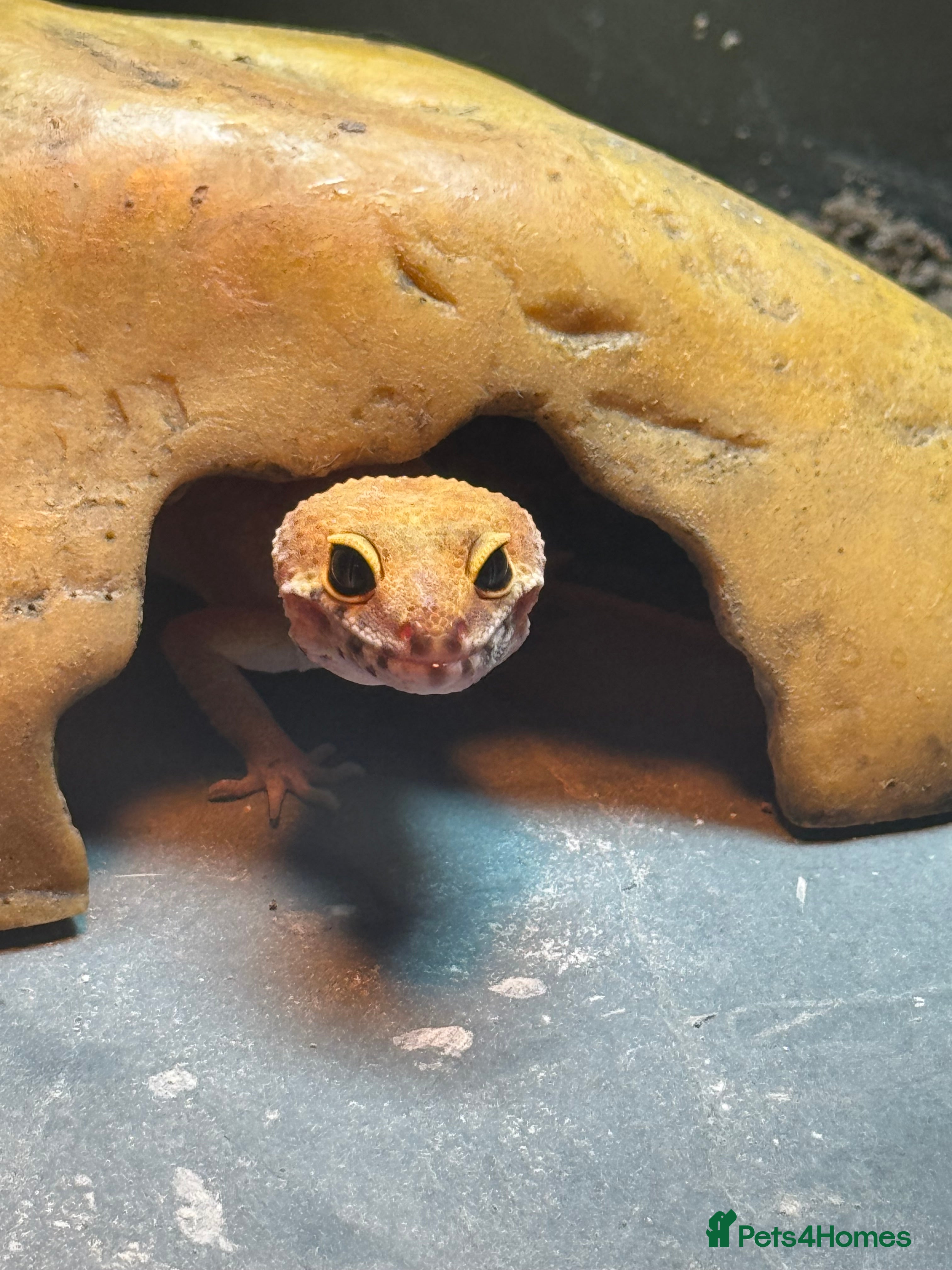 Leopard Gecko reptiles 1 year old leopard gecko  - Advert 18