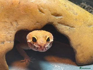 Leopard Gecko reptiles 1 year old leopard gecko - Advert 1