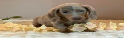 Miniature Dachshund dogs for sale: MINIATURE DACHSHUNDS  - Advert 10