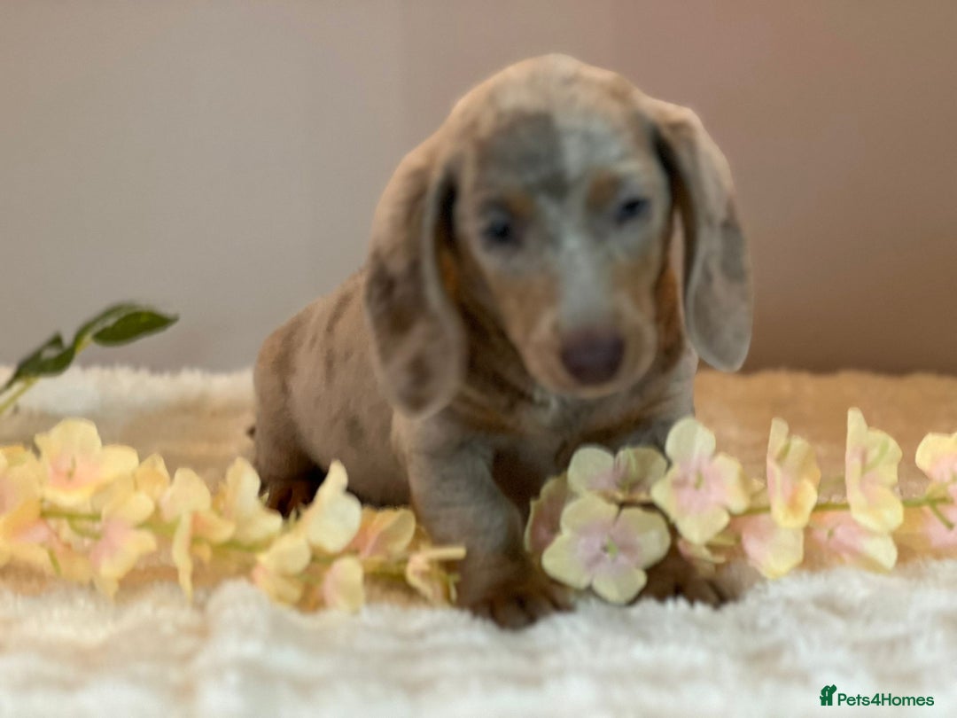 Miniature Dachshund dogs for sale: MINIATURE DACHSHUNDS  - Advert 10