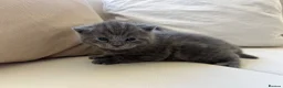 British Shorthair cats for sale: My Likac British Shorthair Queen has had 2 kittens in Worthing - Advert 5