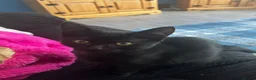 Mixed Breed cats for sale: *Female* Gorgeous Black Kitten - Advert 2