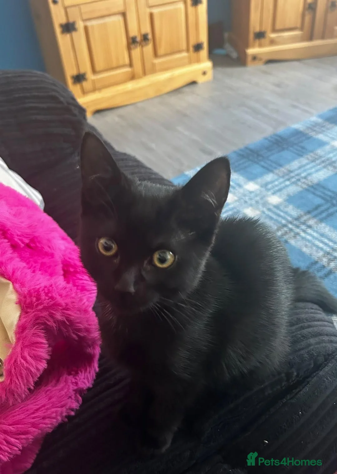 Mixed Breed cats for sale: *Female* Gorgeous Black Kitten - Advert 2