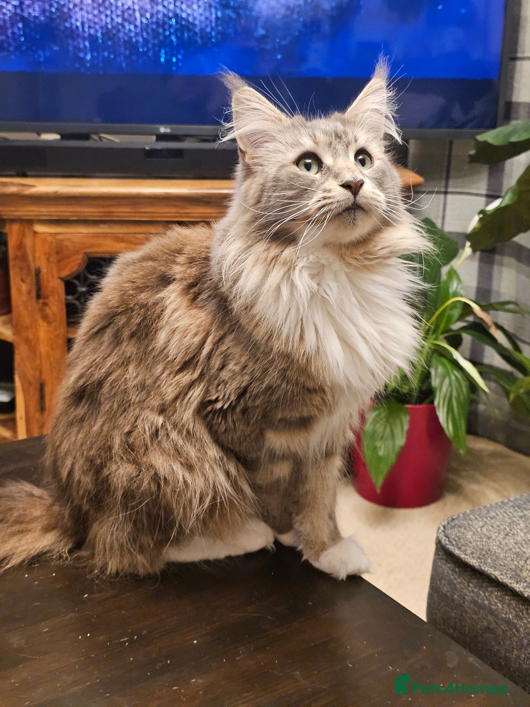 Maine Coon cats for sale: 4 beautiful maine coon kitten  - Image 13