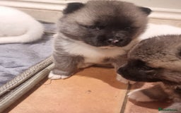 Akita dogs for sale: Akita puppies ready 7th December - Advert 18