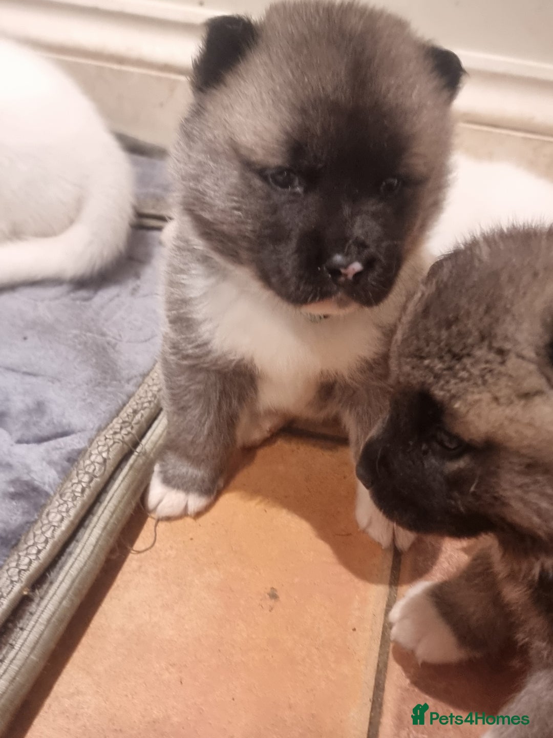 Akita dogs for sale: Akita puppies ready 7th December - Advert 18