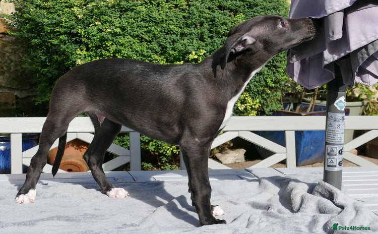 Whippet dogs - Advert 7