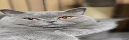 British Shorthair cats for sale: Beautiful Blue Active Queen – GCCF Registered - Advert 9