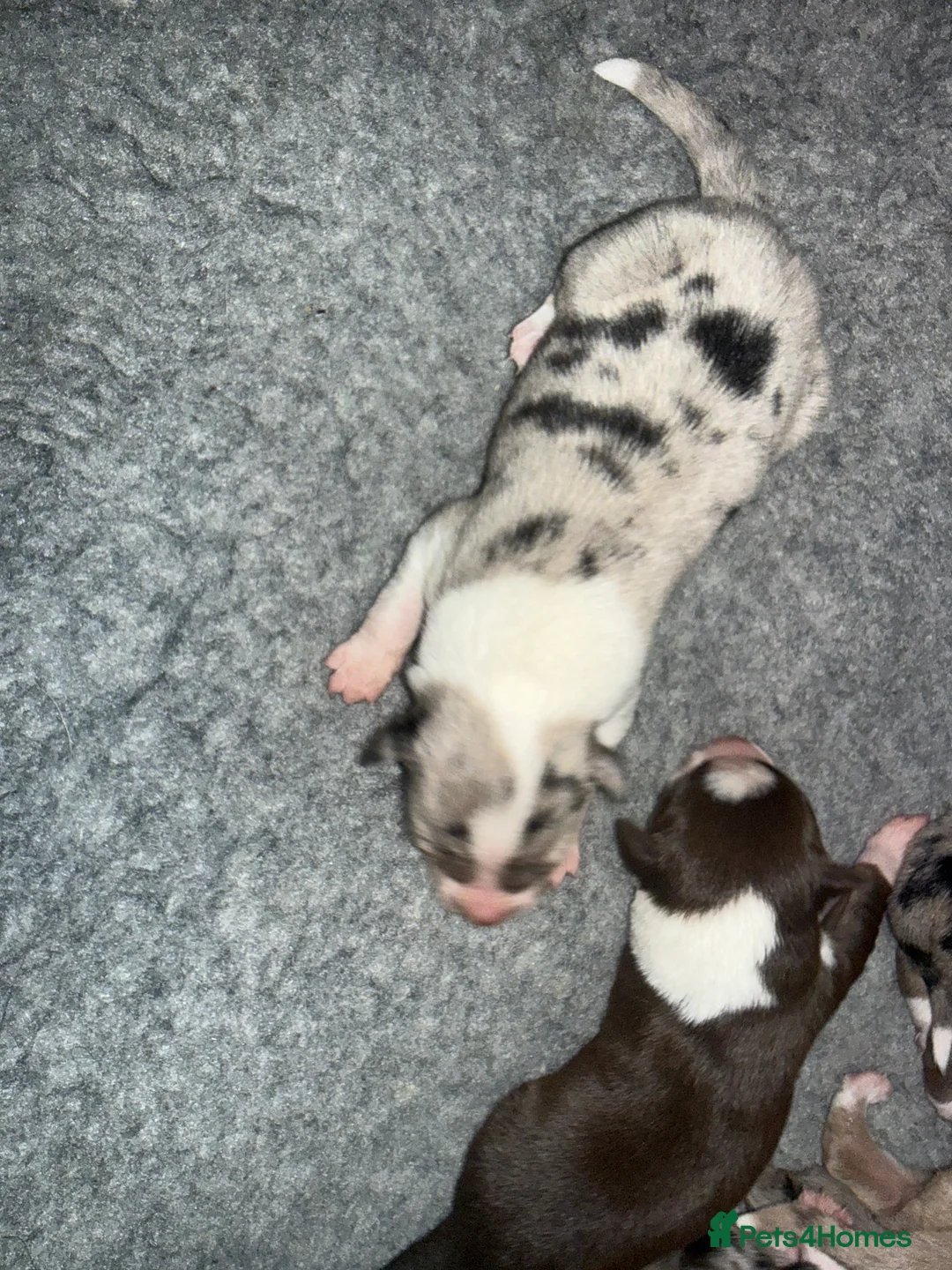 Border Collie dogs for sale: BC puppies raised with every possible advantage in South Molton - Advert 2