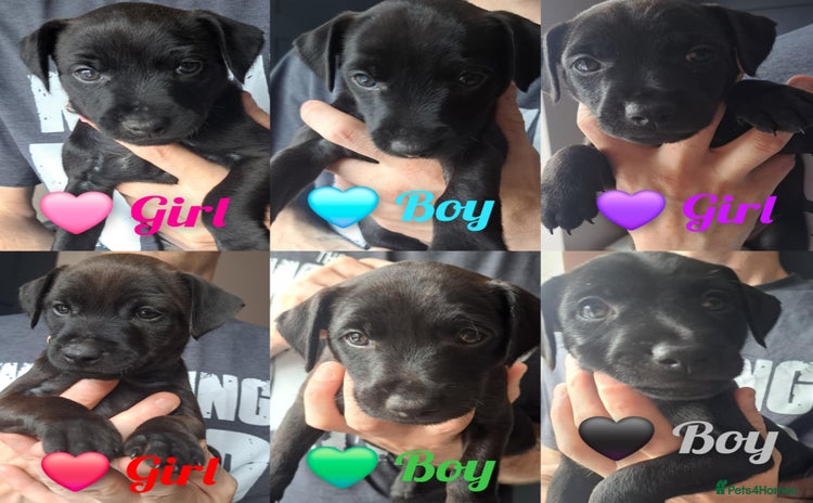Patterdale Terrier dogs - Advert 3