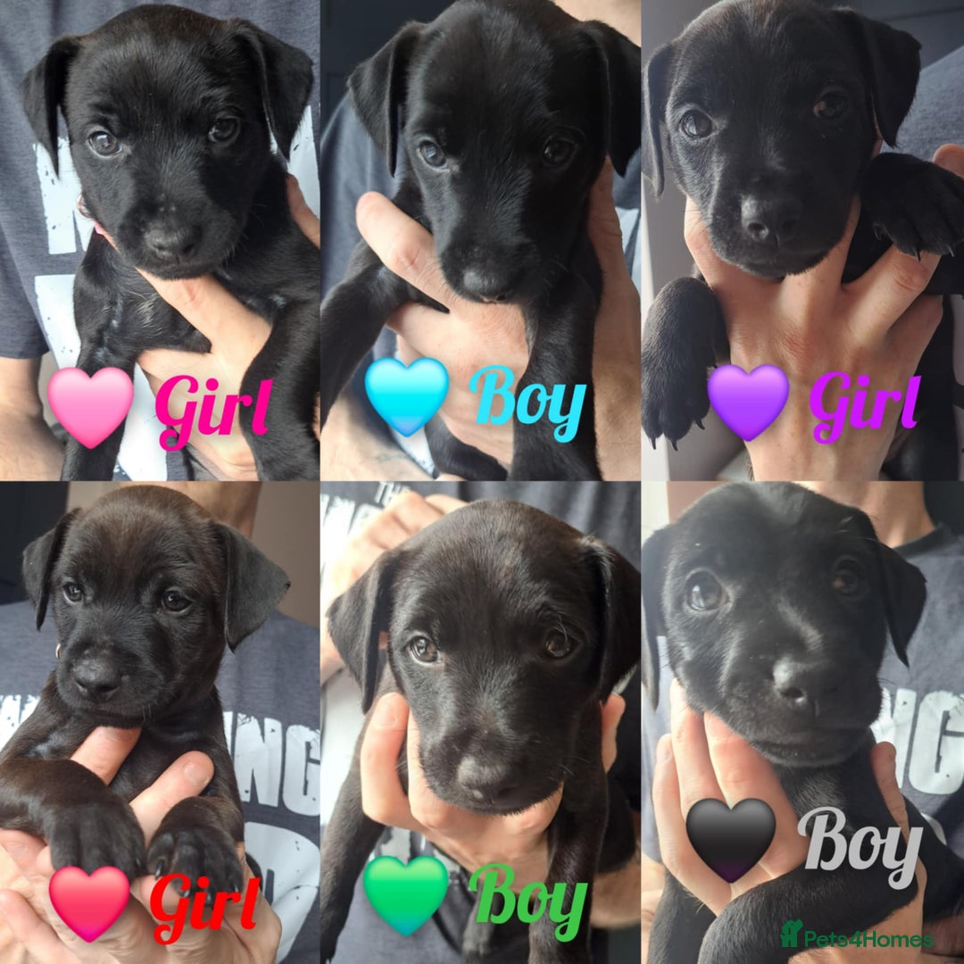Patterdale Terrier dogs for sale: Patterdale pups - Image 1