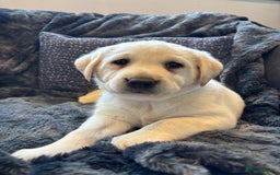 Labrador Retriever dogs for sale: Labradors  - Image 9