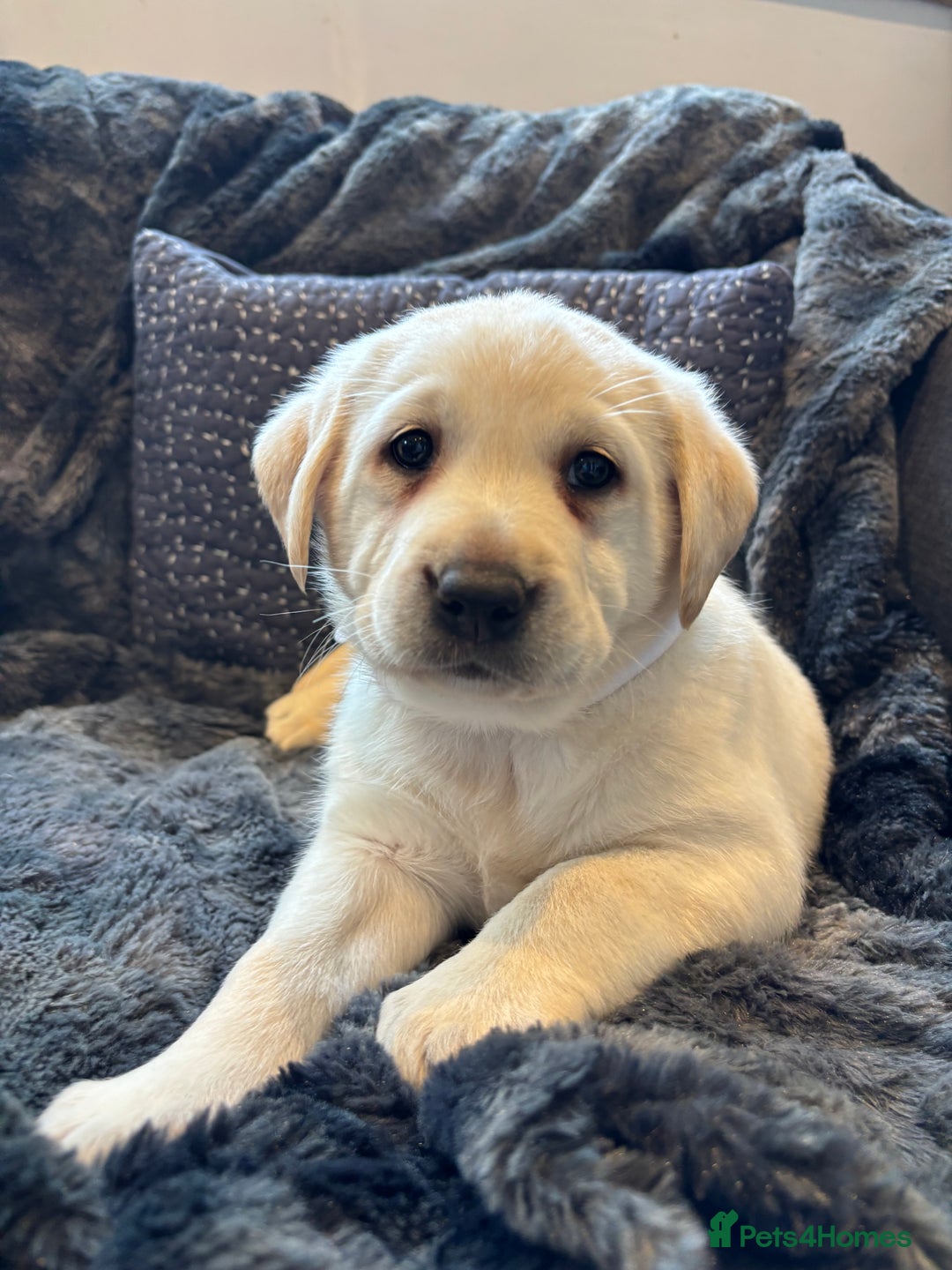 Labrador Retriever dogs for sale: Labradors  - Image 9