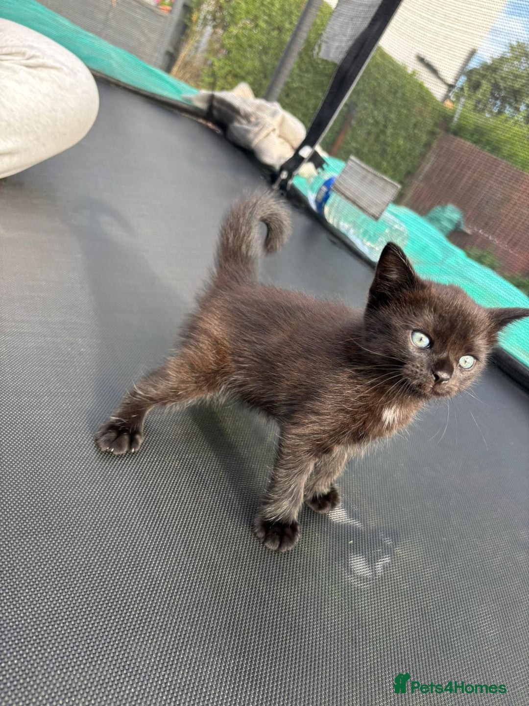 Mixed Breed cats for sale: Tabby girls kitten - Image 10