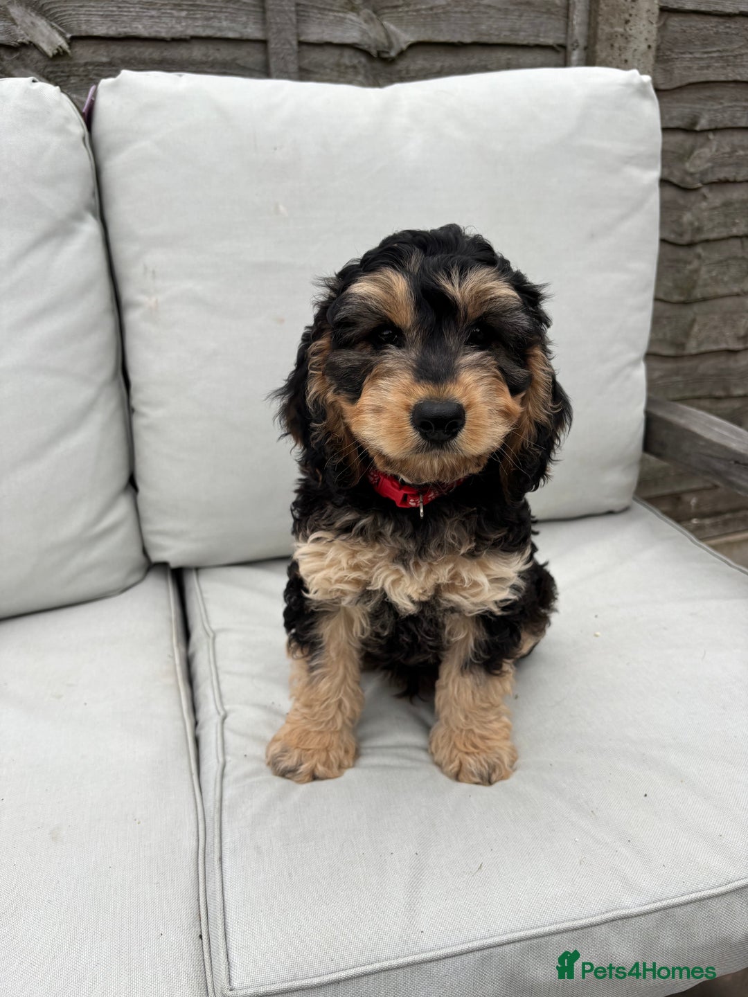 Cockapoo dogs for sale: F1 Cockapoo Puppies DNA clear in Denbigh - Image 6
