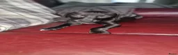 Mixed Breed dogs for sale: Whippet X Lurcher Puppies - Advert 4
