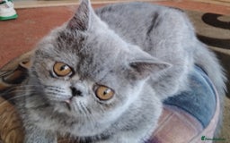 Exotic cats for sale: GCCF Registered Exotic Kittens  - Image 1
