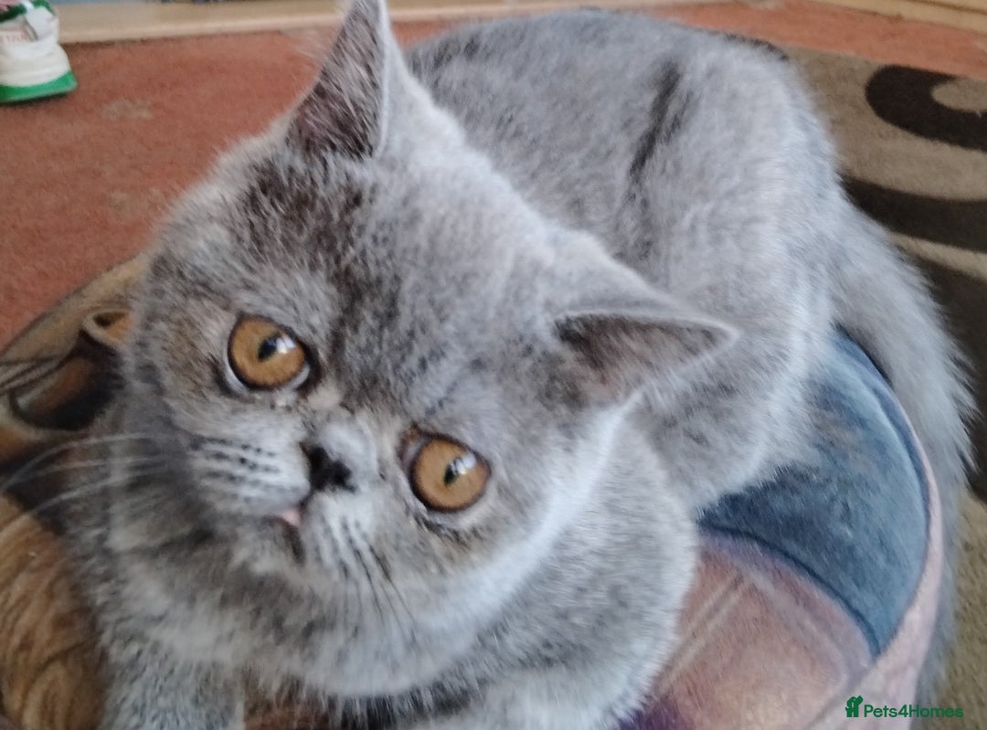 Exotic cats for sale: GCCF Registered Exotic Kittens  - Image 1