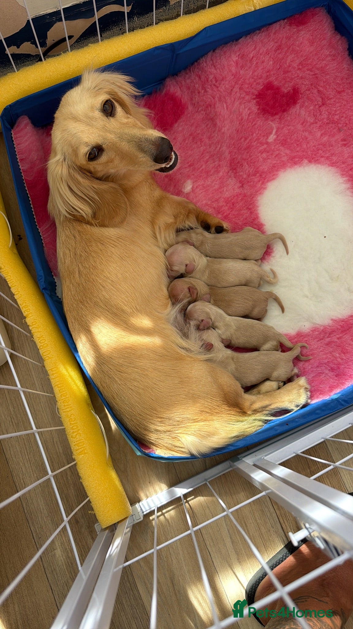Miniature Dachshund dogs Cream long haired mini dachshund  - Advert 1