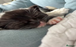 Mixed Breed cats for sale: Cuddly black tux kitten - Image 4