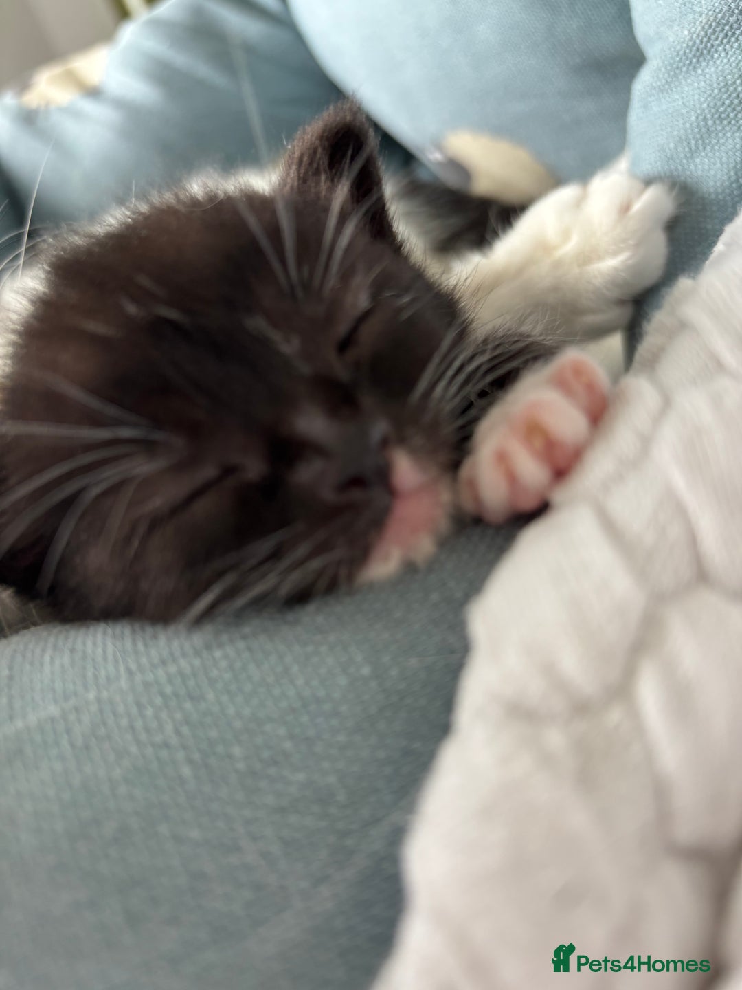 Mixed Breed cats for sale: Cuddly black tux kitten - Image 4
