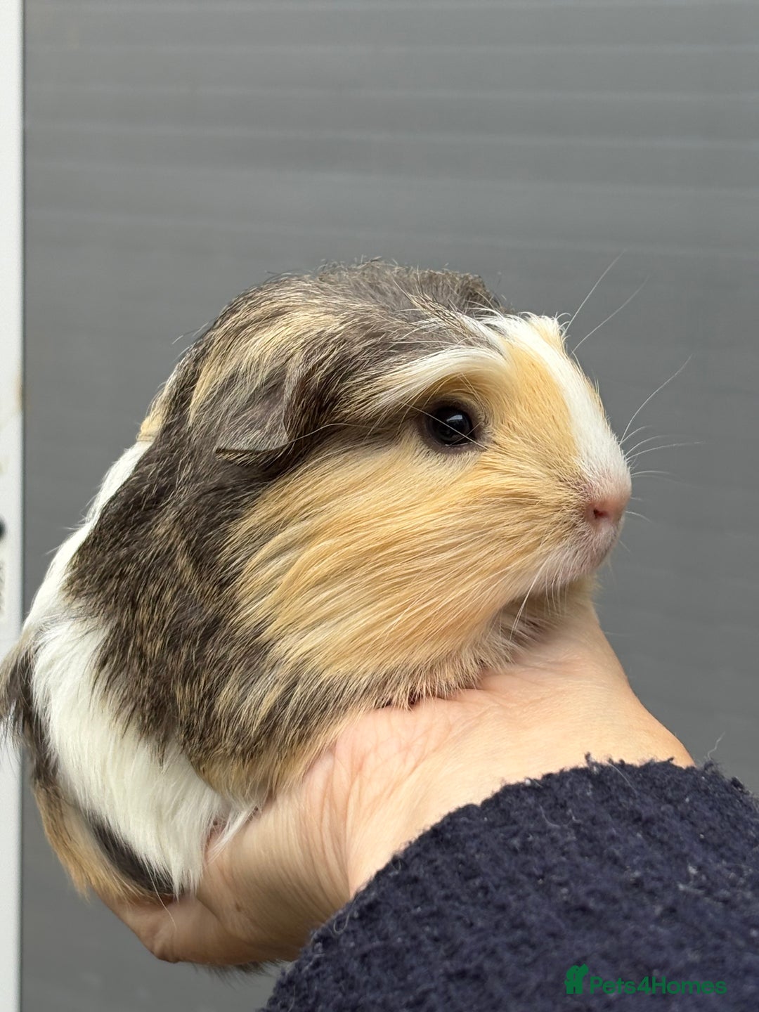 Guinea Pig rodents for sale: Lovely piggies, sheltie, Rex and Peruvian  - Image 14