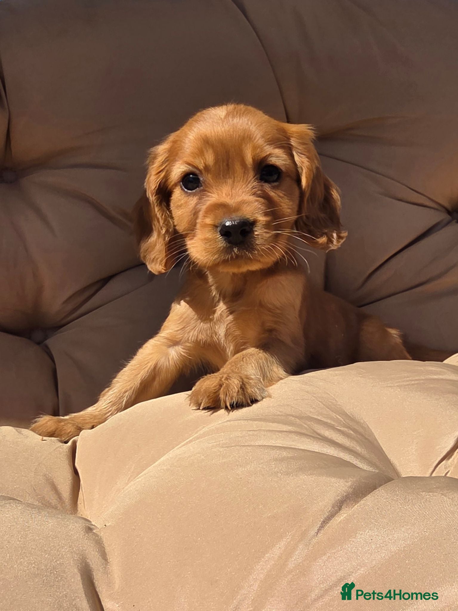 Cavalier King Charles Spaniel dogs Beautiful cavalier puppies  - Advert 1