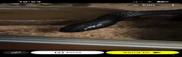 King Snake reptiles for sale: Black Mexican king snake 🐍  in Southampton - Advert 2