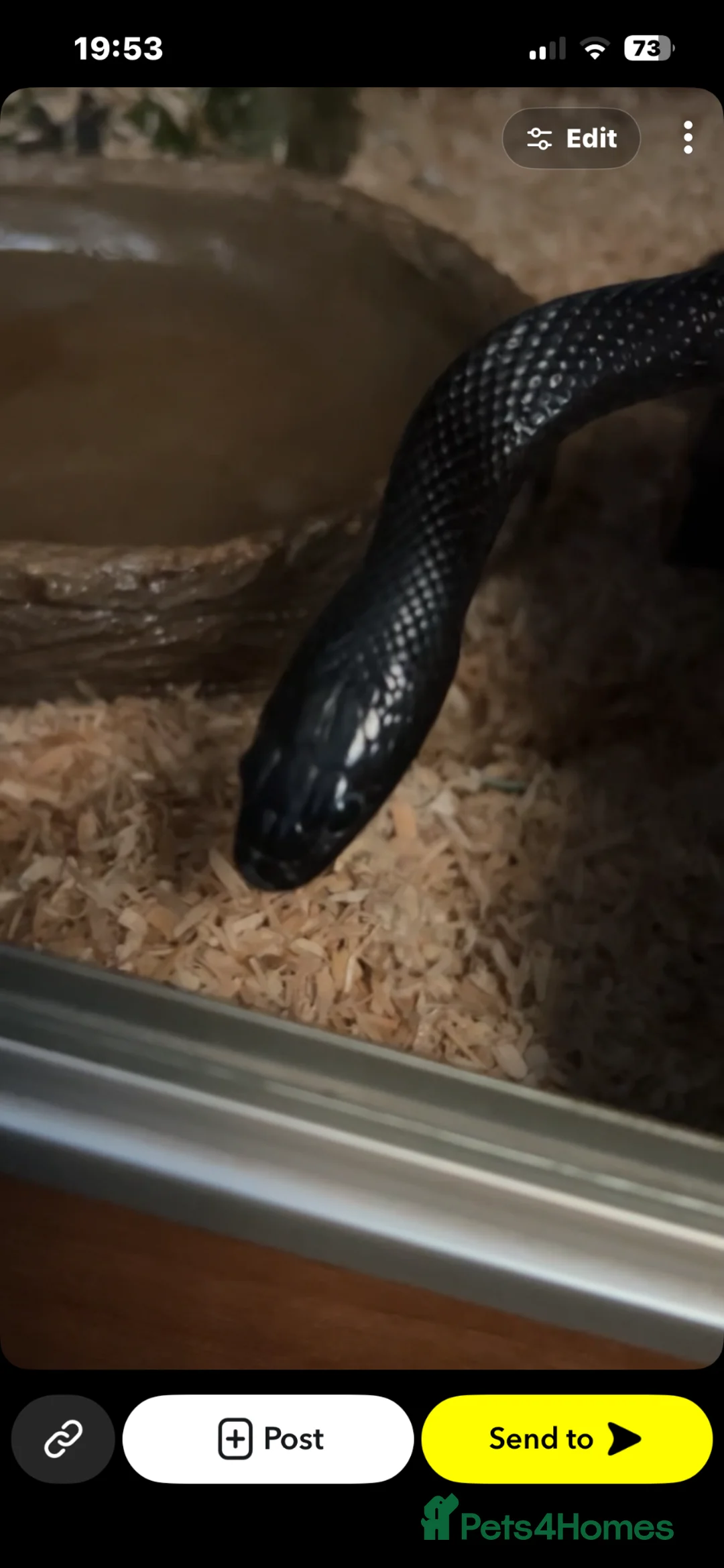 King Snake reptiles for sale: Black Mexican king snake 🐍  in Southampton - Advert 2