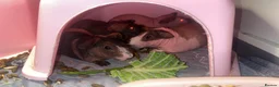 Guinea Pig rodents for sale: Skinny pigs sows & funky boys  - Advert 23