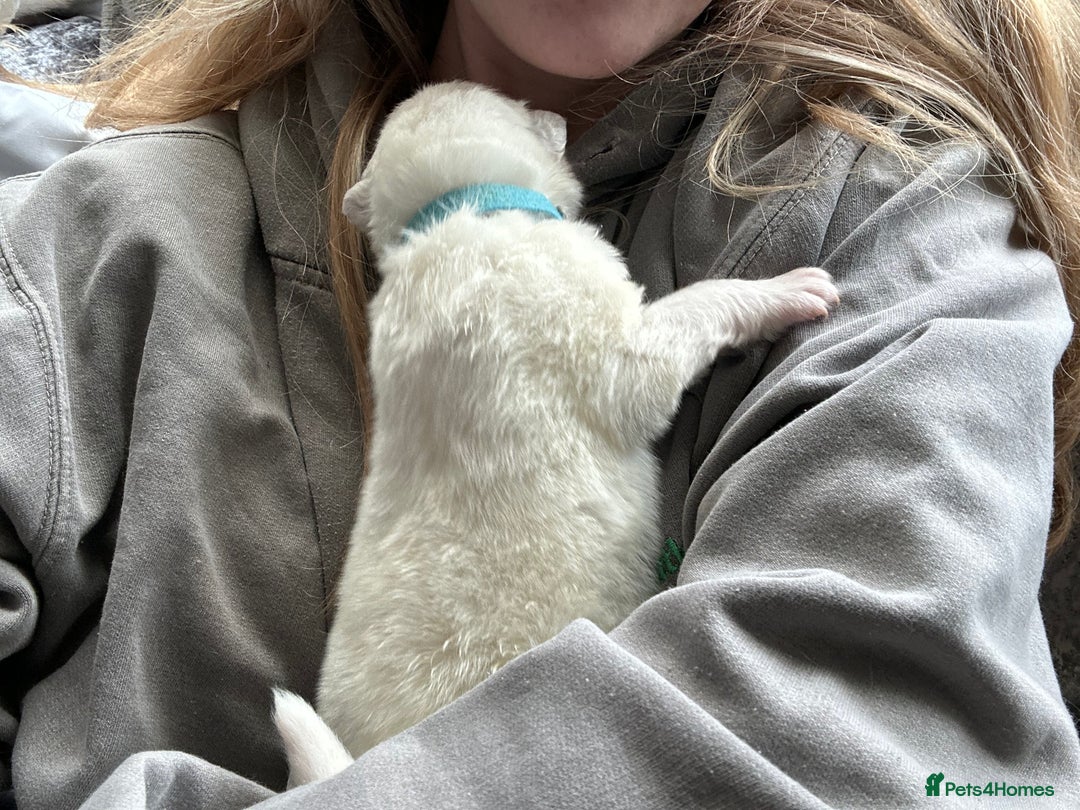 Samoyed dogs for sale: Adorable Samoyed Puppies for Sale!  - Advert 17