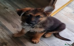 German Shepherd dogs for sale: German Shepherd pups - Image 1