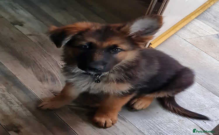 German Shepherd dogs - Advert 1