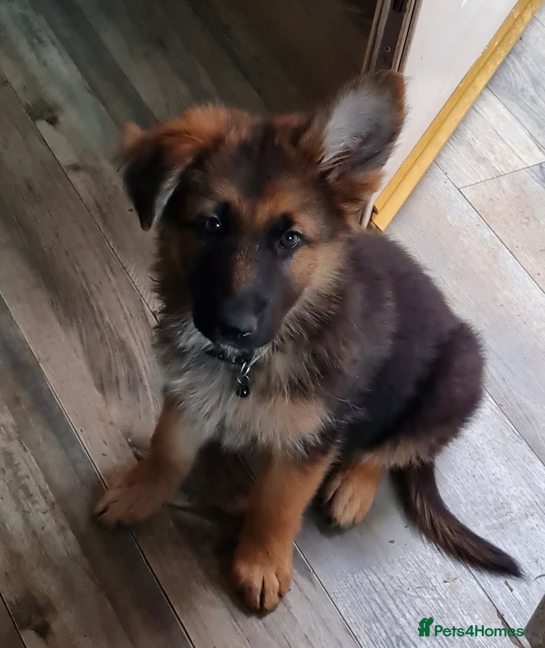 German Shepherd dogs for sale: German Shepherd pups - Image 1