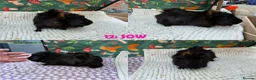 Guinea Pig rodents for sale: Various Guinea Pigs - Ready Now - Advert 24