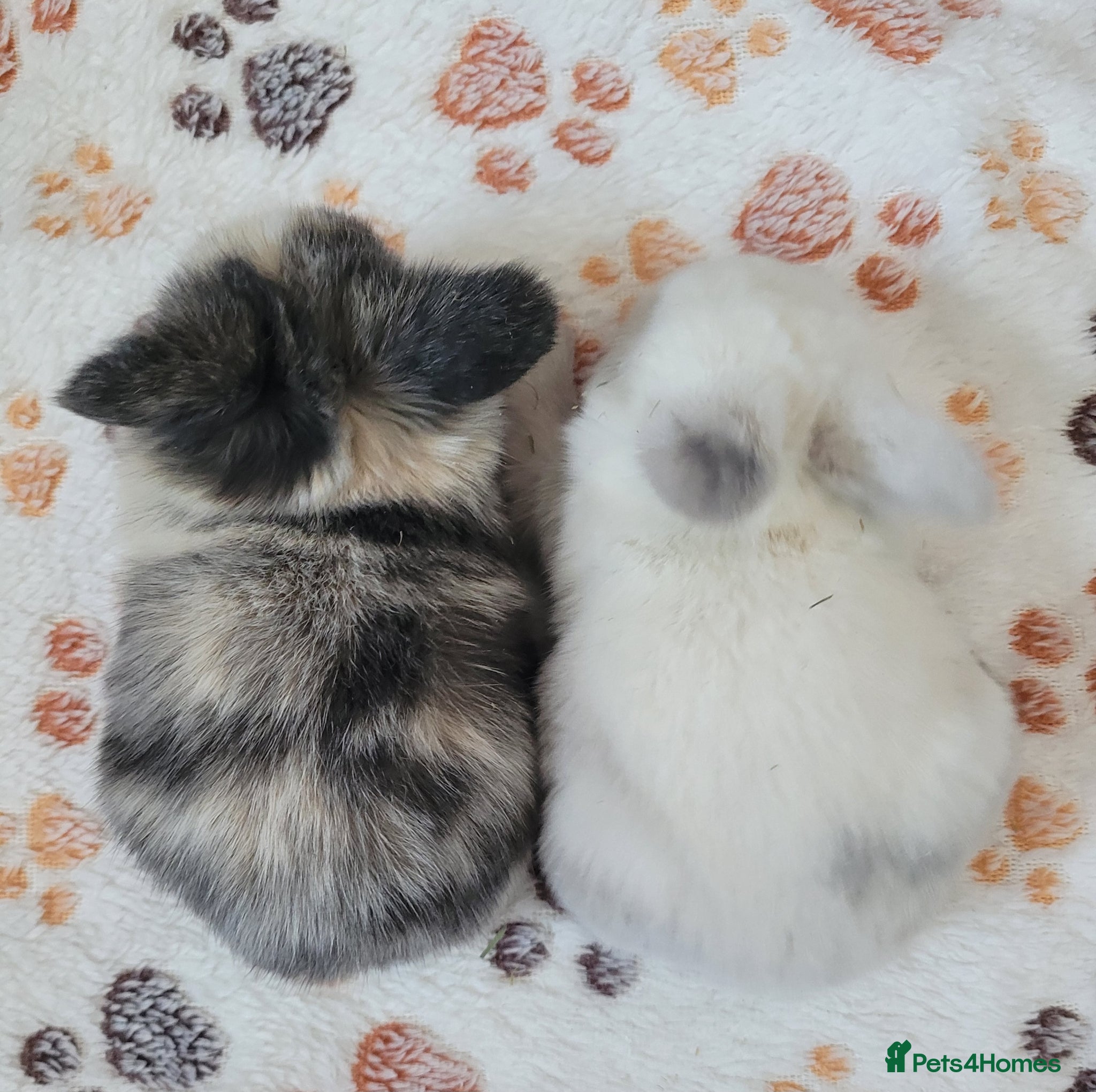 Mini Lop rabbits Beautiful pure bred mini lops - Advert 2