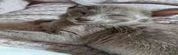 Oriental cats for sale: GCCF ACTIVE LILAC ORIENTAL SHORTHAIR - Advert 2