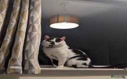 Mixed Breed cats for sale: Could you adopt Cookie? - Image 1
