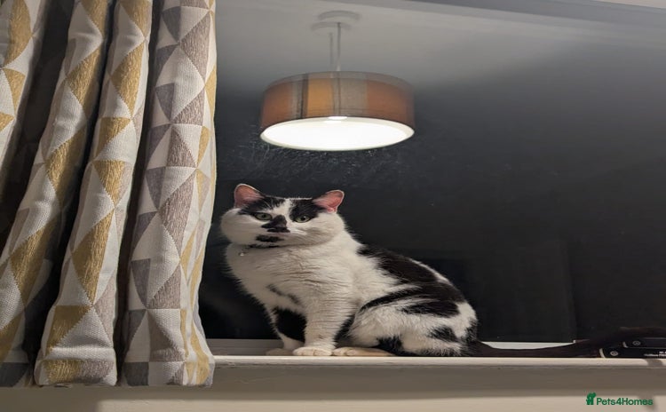 Mixed Breed cats - Advert 6