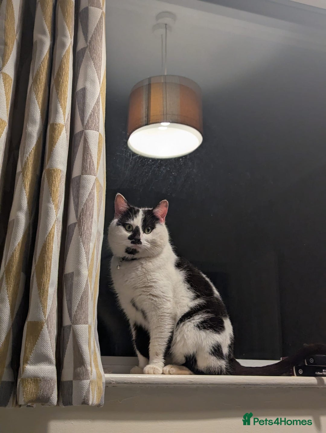 Mixed Breed cats for sale: Could you adopt Cookie? - Image 1