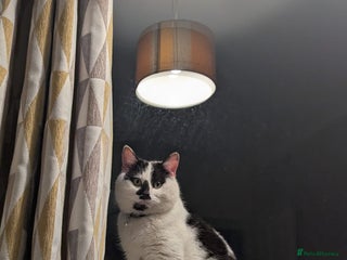 Mixed Breed cats - Advert 32