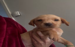 Labrador Retriever dogs for sale: KC registered Labrador puppies - Image 24