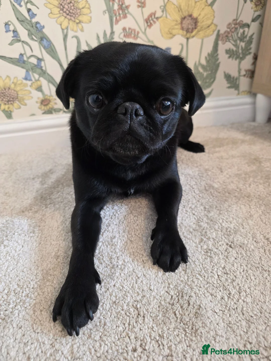 Pug dogs for sale: Nala the Pug 🐾🖤🐾 - Advert 2