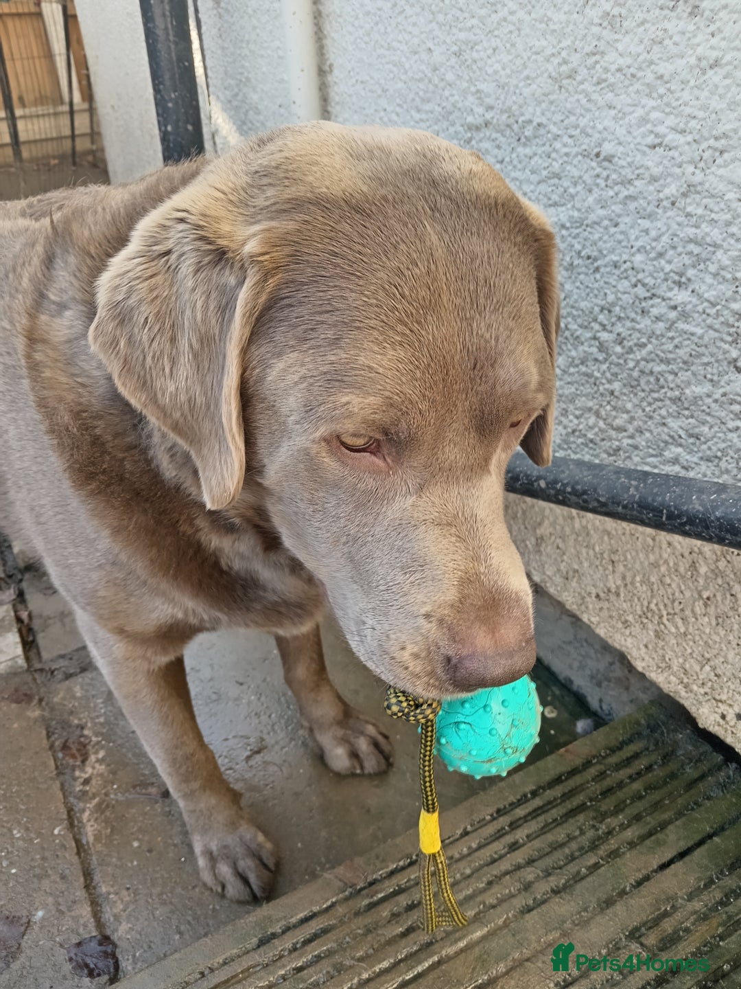 Labrador Retriever dogs for sale: Silver Labrador  - Advert 3