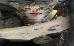 Domestic Shorthair cats for sale: Female Tabby and orange Kitten - Image 18