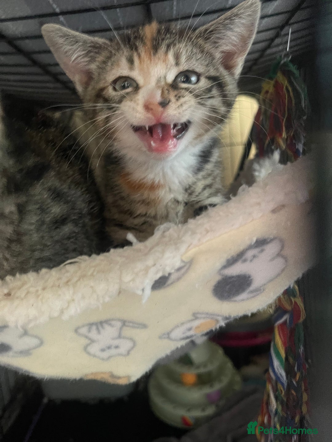 Domestic Shorthair cats for sale: Female Tabby and orange Kitten - Image 18